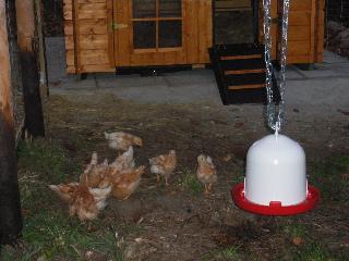 Unser Hühnerhaus
